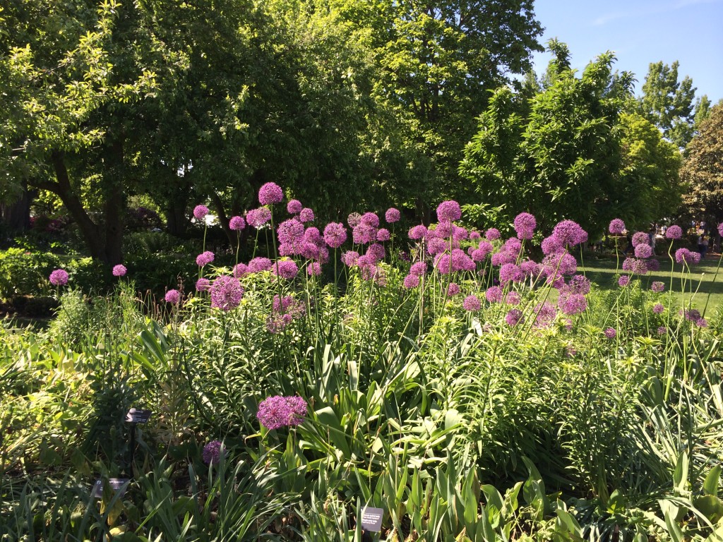 alliums at botanical gardens