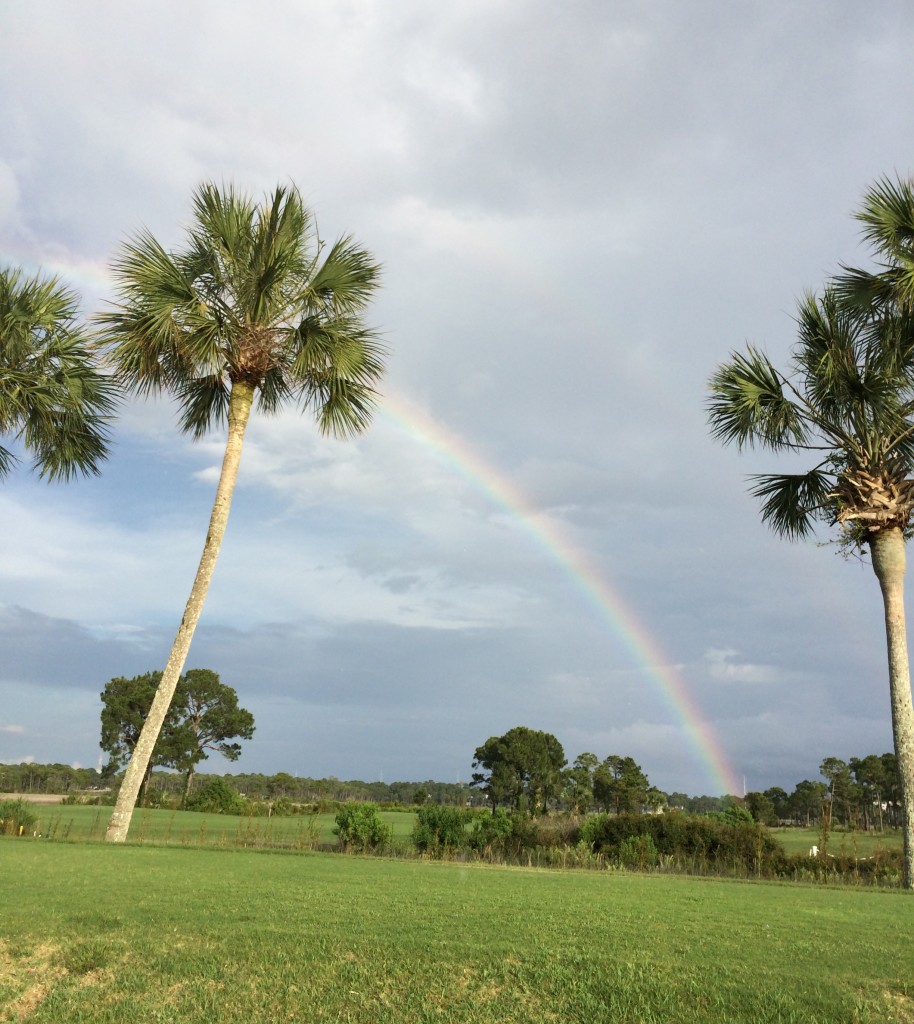 Rainbow with palm trees